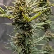 The Gassy One Super Sativa Seed Club