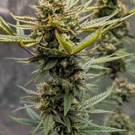 The Gassy One Super Sativa Seed Club
