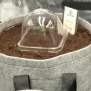 Nectar Drip 🐝🍯 #573