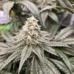 🎶💚 Tical METHOD MAC ✨️👽🍪