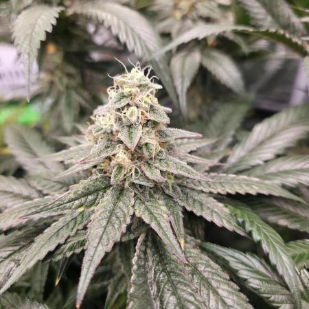 🎶💚 Tical METHOD MAC ✨️👽🍪