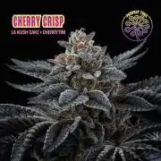 Please Vote for the next grow😉