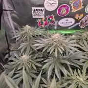 🐝🍯 Nectar Drip  #573