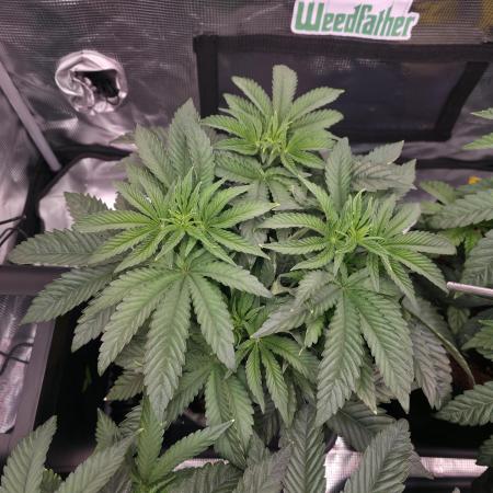 🐝🍯 Nectar Drip  #573