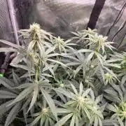 White Truffle 🍄‍