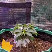 🌲🍒Cherry Crisp (Voting Winner)