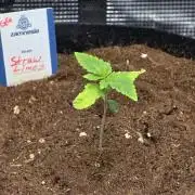 Straw Limez 🍓🍋‍