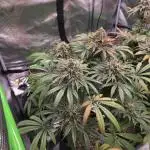 🍦🐰 Ice Cream Haze