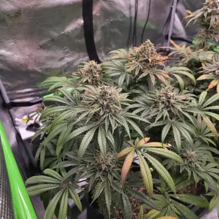 🍦🐰 Ice Cream Haze