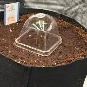 Straw Limez 🍓🍋‍