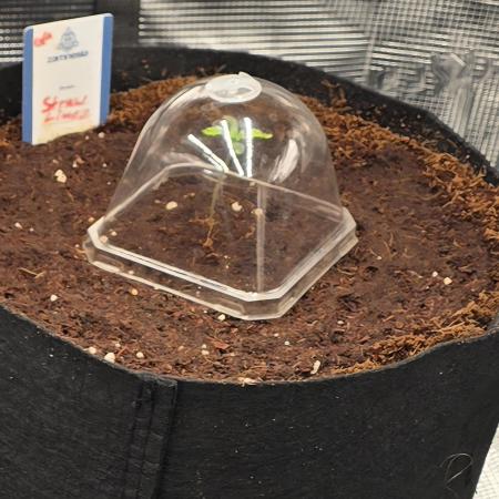 Straw Limez 🍓🍋‍