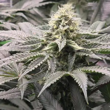 🍦🐰 Ice Cream Haze