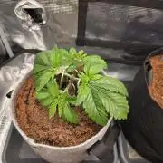 🐝🍯 Nectar Drip  #573