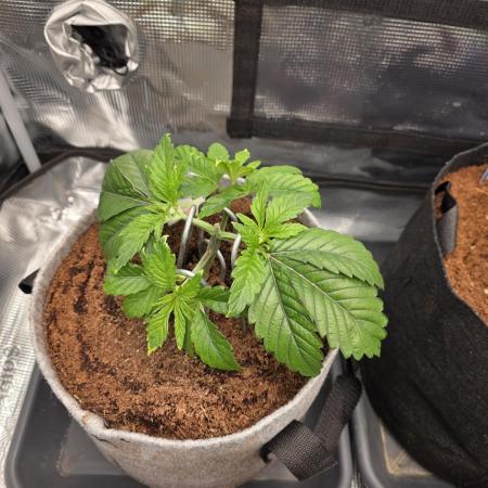 🐝🍯 Nectar Drip  #573