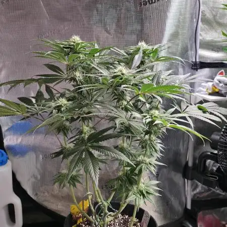 🍦🐰 Ice Cream Haze