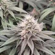 💙 Bubble's Blueberry F4