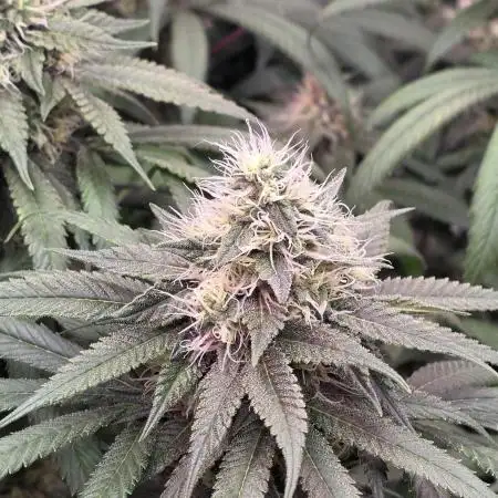 💙 Bubble's Blueberry F4