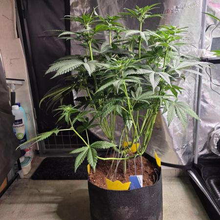 Straw Limez 🍓🍋‍