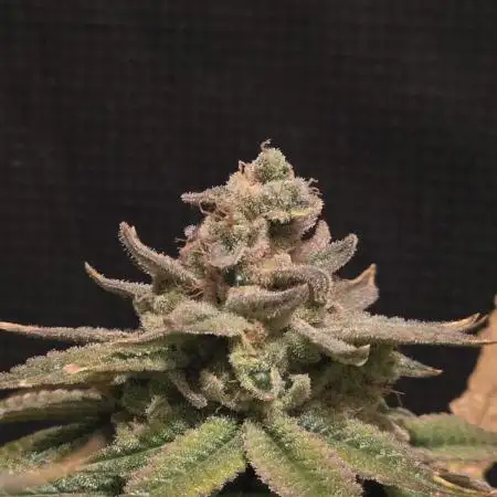 Straw Limez 🍓🍋‍