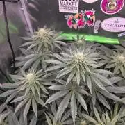 🐝🍯 Nectar Drip  #573