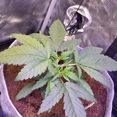 💙 Bubble's Blueberry F4