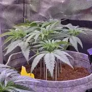 💙 Bubble's Blueberry F4