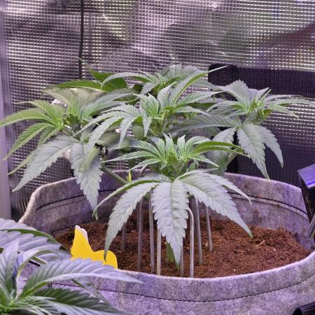 💙 Bubble's Blueberry F4