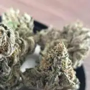 White Truffle 🍄‍ aka Candy Truffel