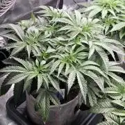 White Truffle 🍄‍