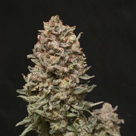 🍦🐰 Ice Cream Haze