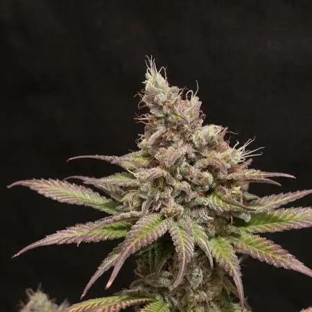 🍯🐝Honey Cream Fastflower