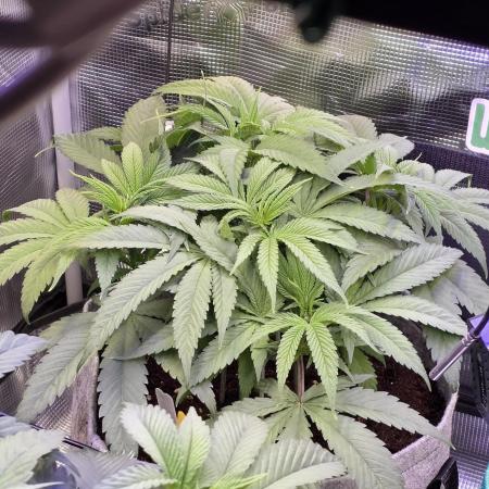 💙 Bubble's Blueberry F4