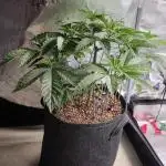 🎶💚 Tical METHOD MAC ✨️👽🍪