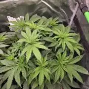 Straw Limez 🍓🍋‍