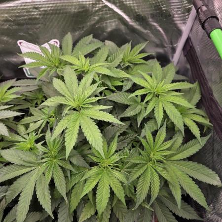 Straw Limez 🍓🍋‍