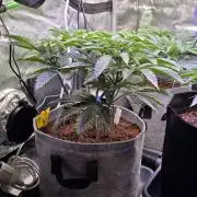 Slurricane #7 S1