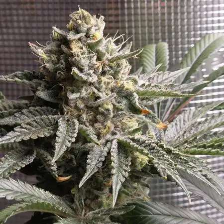 🍦🐰 Ice Cream Haze