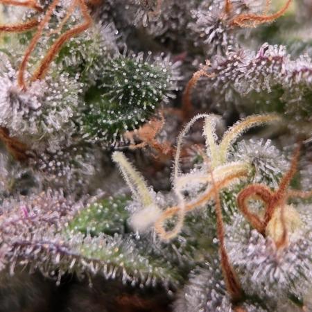 💘🍦 Pink Gelato