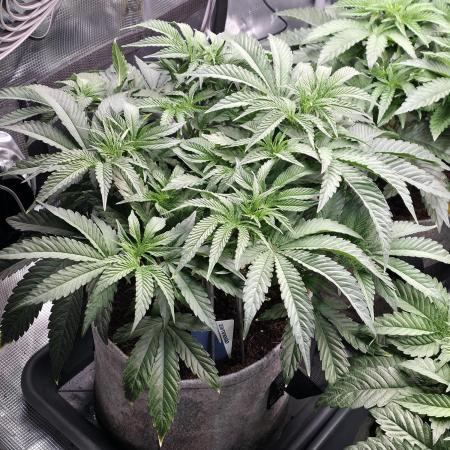 White Truffle 🍄‍