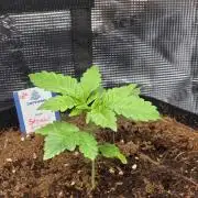 Straw Limez 🍓🍋‍