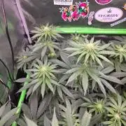 🐝🍯 Nectar Drip  #573