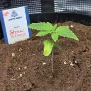 Straw Limez 🍓🍋‍