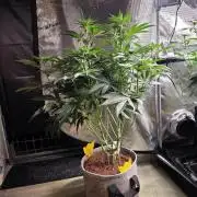 🐝🍯 Nectar Drip  #573