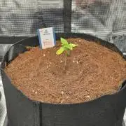 Straw Limez 🍓🍋‍