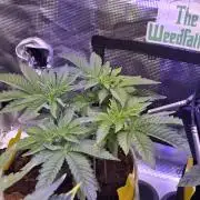 🐝🍯 Nectar Drip  #573