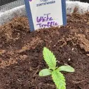 White Truffle 🍄‍