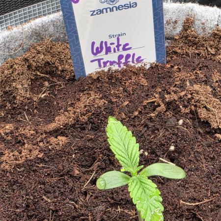 White Truffle 🍄‍
