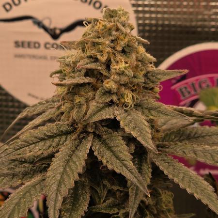 🎶💚 Tical METHOD MAC ✨️👽🍪