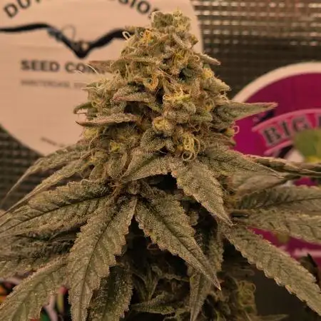 🎶💚 Tical METHOD MAC ✨️👽🍪
