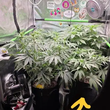 🍦🐰 Ice Cream Haze